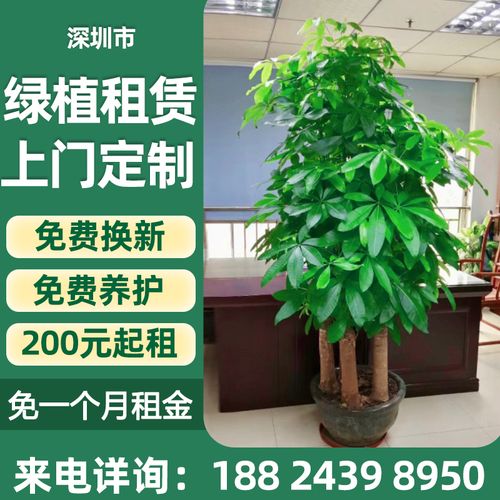 深圳绿植租赁花卉租赁绿植租摆 植物租赁办公室绿植大型绿植